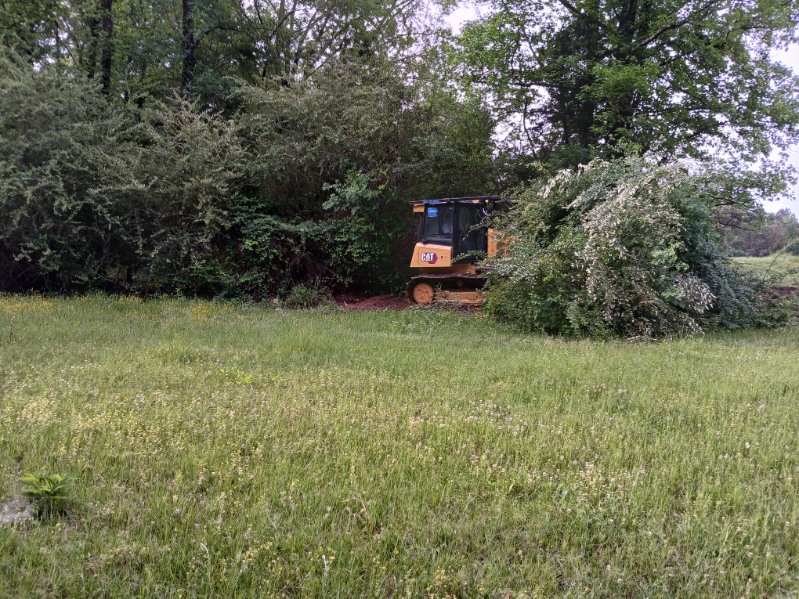 Tree Line Cleanup
